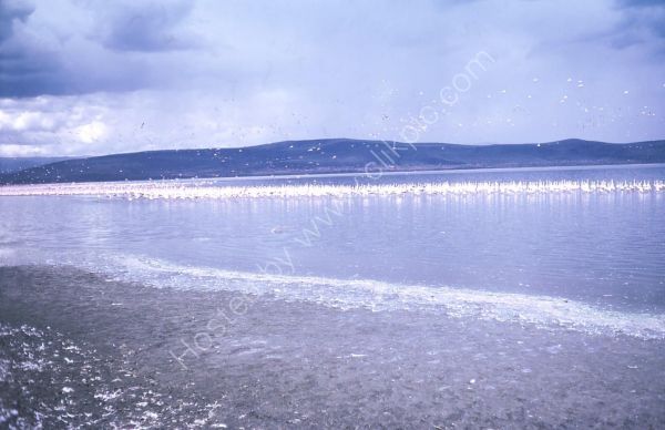 Flamingo Bird Sanctuary, Lake Nakuru